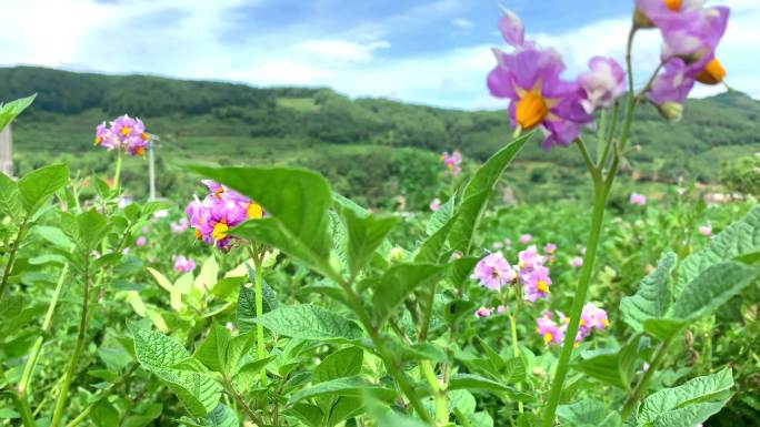 A361 洋芋开花