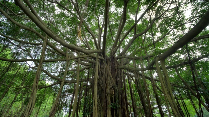 独树成林榕树根须气根树根