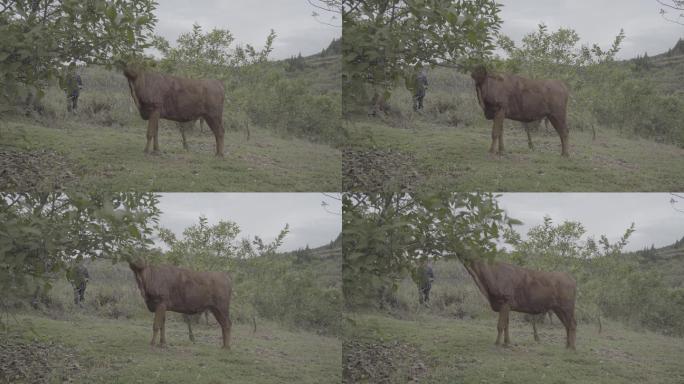 一头牛在吃树叶丨Slog3丨原始素材
