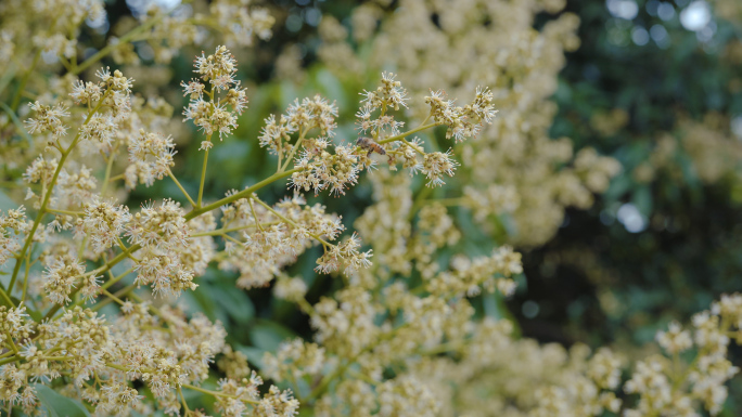 荔枝花