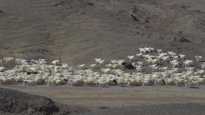 山羊群进山了