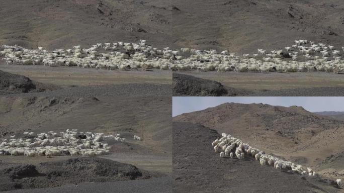 山羊群进山了