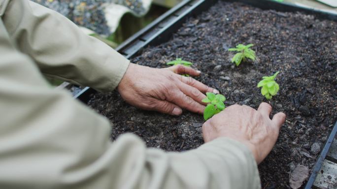 非裔美国男园丁的手在园艺中心种植幼苗