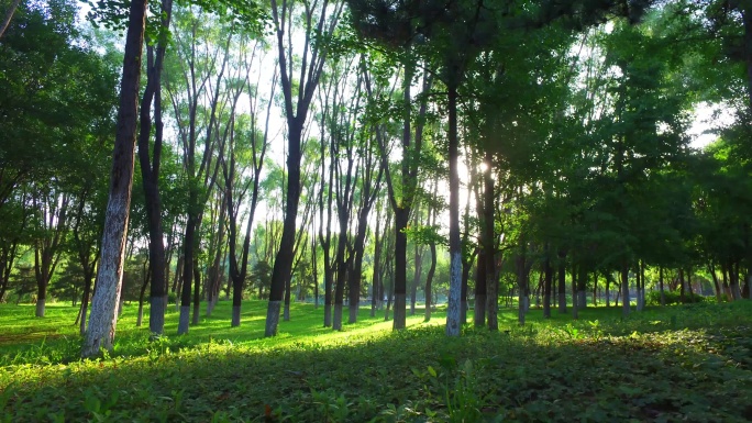 清新森林清晨光线树荫树阴光树影疏婆娑疏影