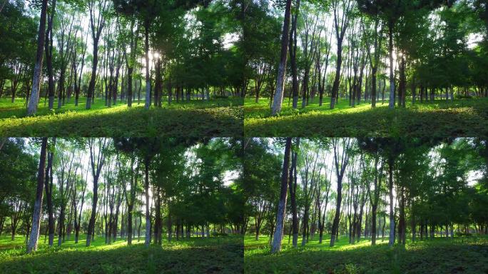 清新森林清晨光线树荫树阴光树影疏婆娑疏影