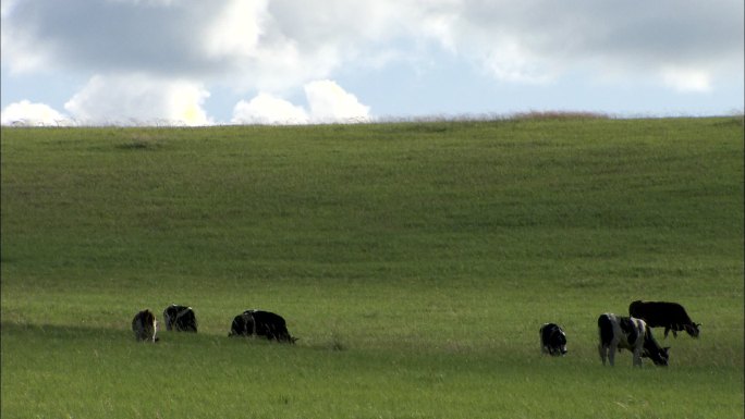 草原 牛群 畜牧业