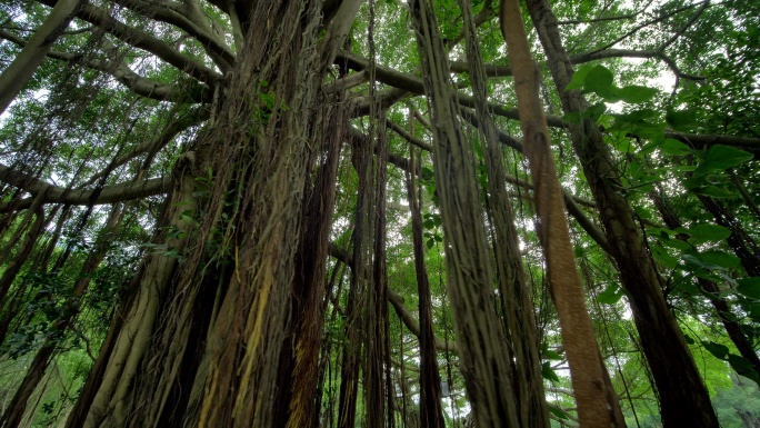 独树成林榕树根须气根树根