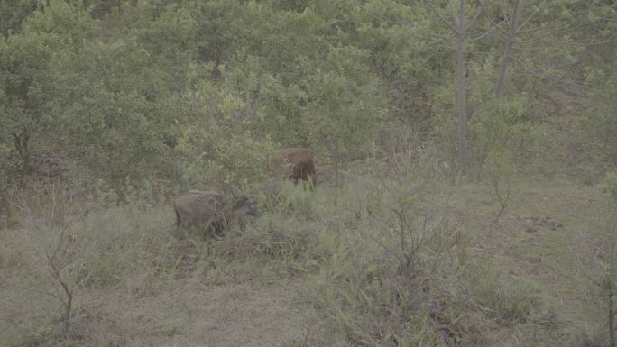 两头牛在丛林中吃草丨Slog3丨原始素材