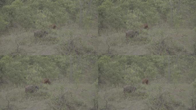 两头牛在丛林中吃草丨Slog3丨原始素材