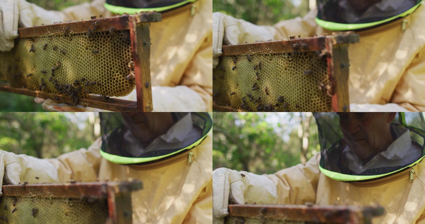 穿着防护服的白人男性养蜂人，从蜂房观察蜂房