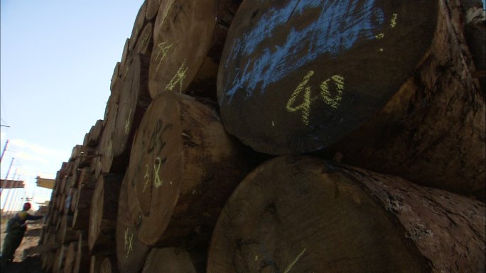 测量记录 伐木场 原木