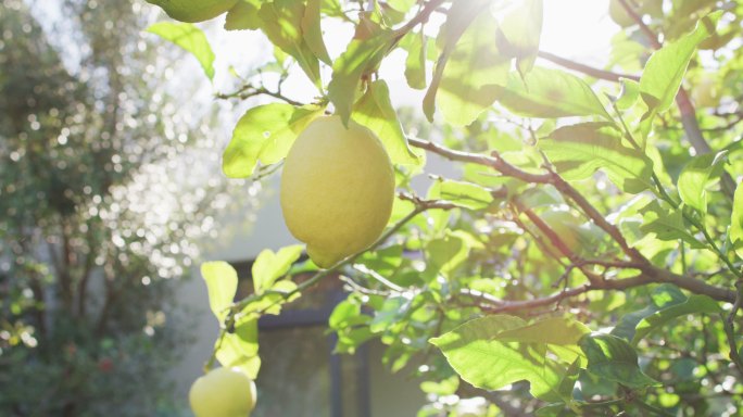 近距离柠檬挂在树上在阳光花园
