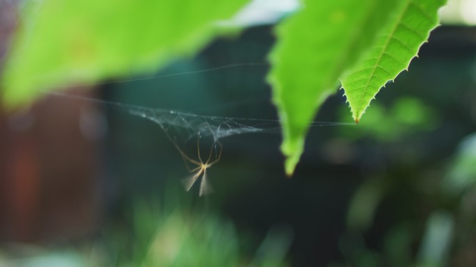 一只昆虫试图从花园中心的蜘蛛网中挣脱出来