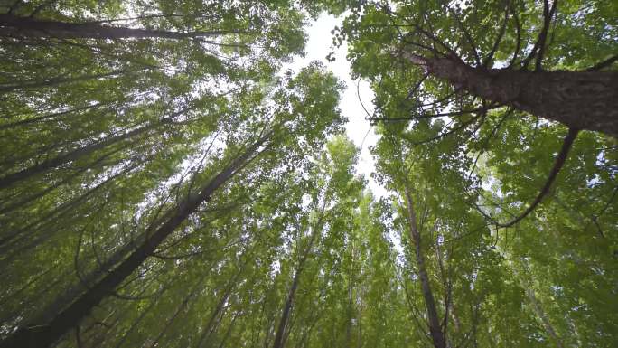 4K 原创 航拍 春天的小树林 郊外树木