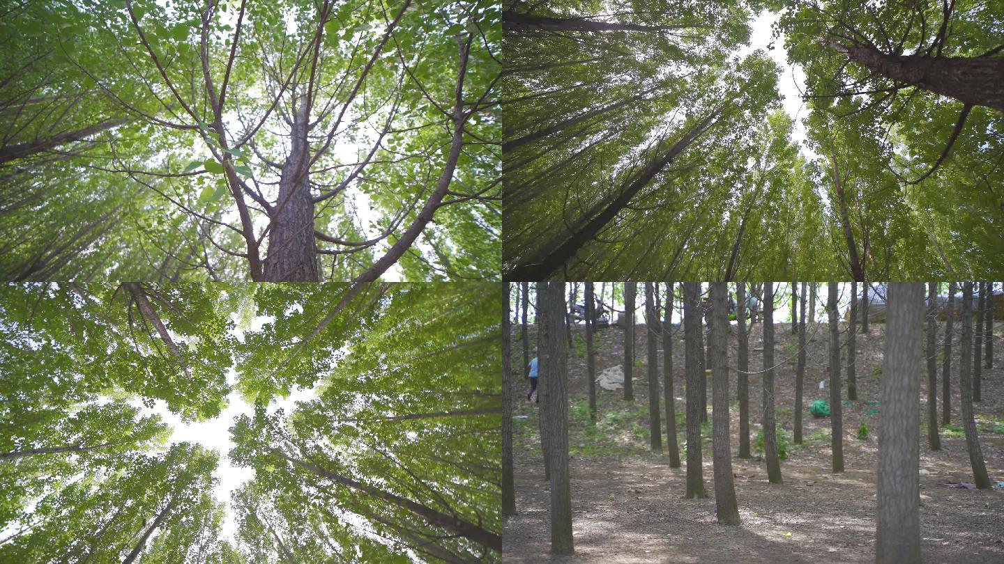 4K 原创 航拍 春天的小树林 郊外树木