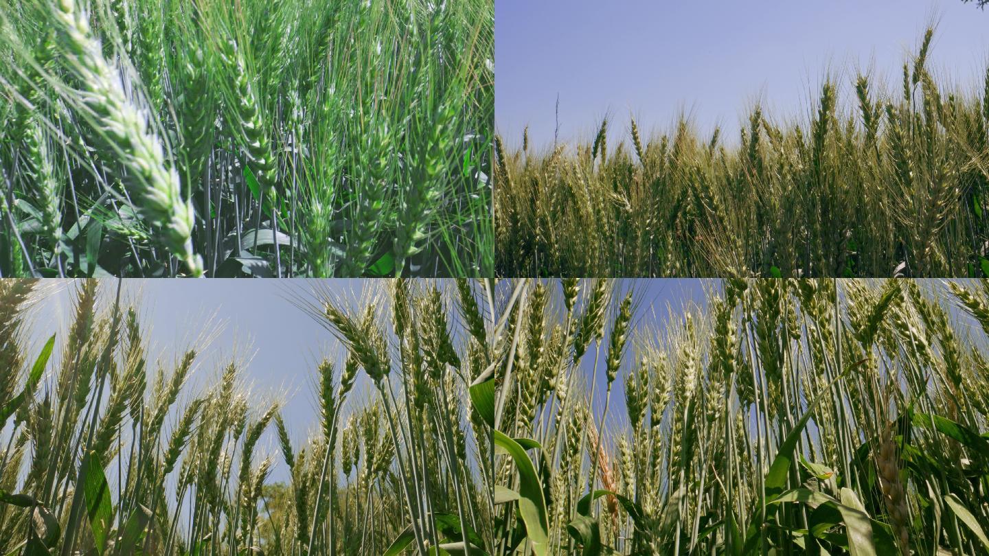 麦子 麦田 农田 粮食 小麦 麦穗20段