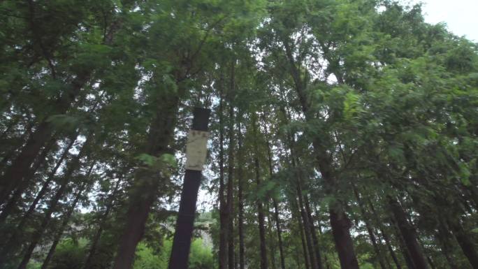 4K-上海辰山植物园-松树