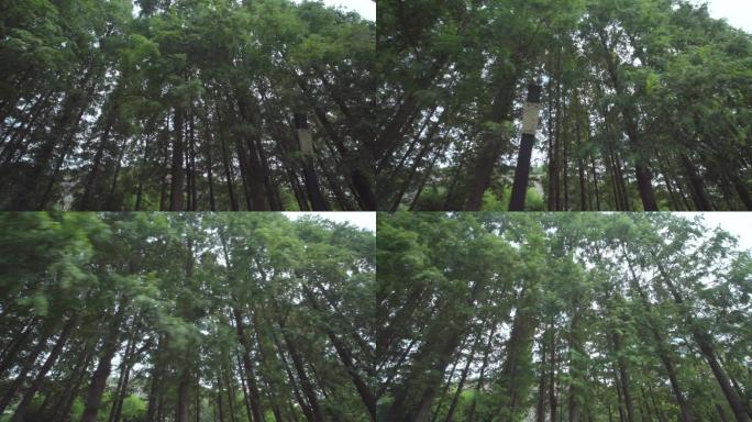 4K-上海辰山植物园-松树
