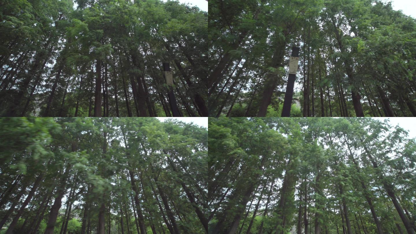 4K-上海辰山植物园-松树