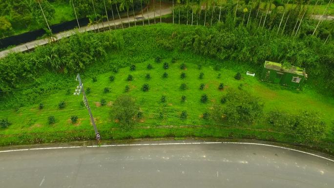 日月星舞 台湾种植 咖啡种植 黑豆 航拍