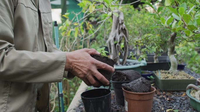 中部非洲裔美国男园丁种植幼苗在花园中心