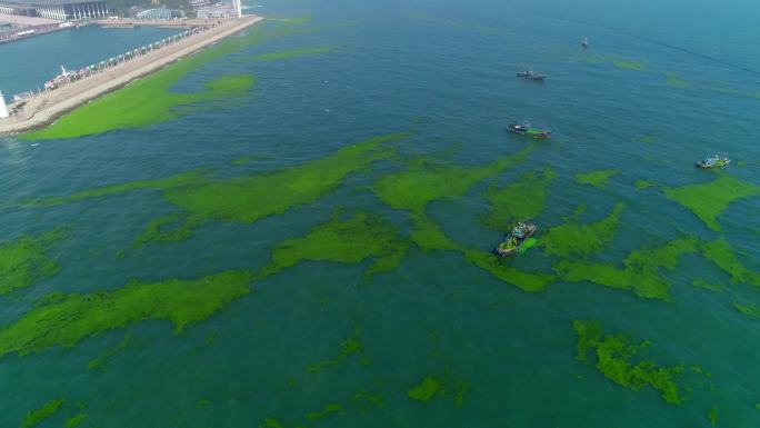 青岛海水浴场海水污染浒苔