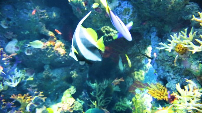 珊瑚 水下潜水 鱼群