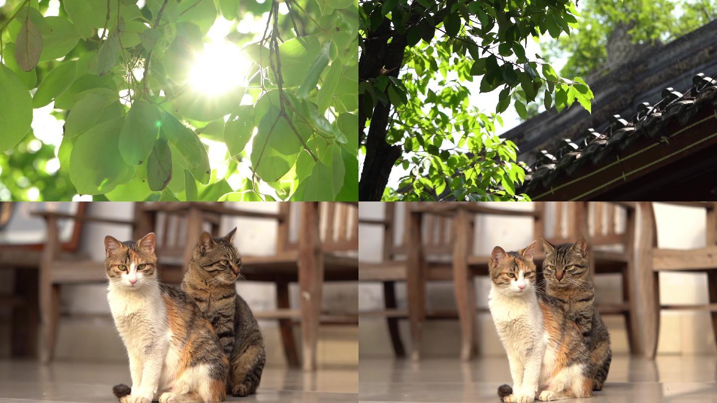 阳光透过树叶 午后慵懒的猫咪
