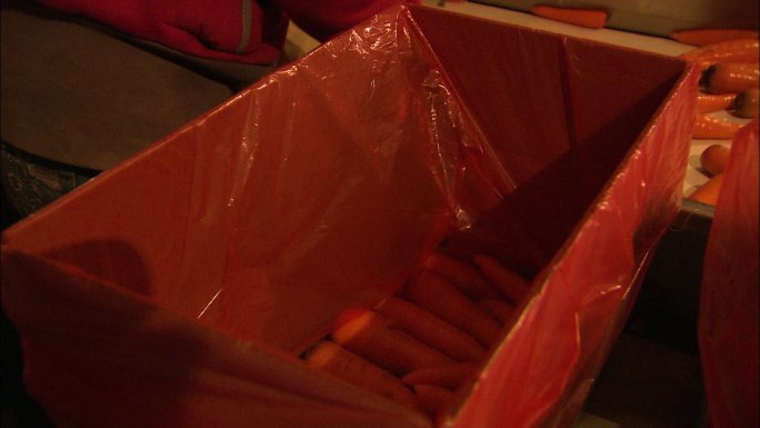 清洗 分拣 装箱 胡萝卜