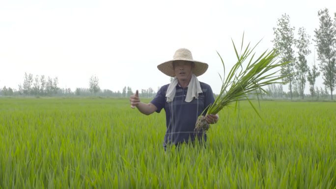 农民田间劳作水稻粮食农民竖大拇指生态农业