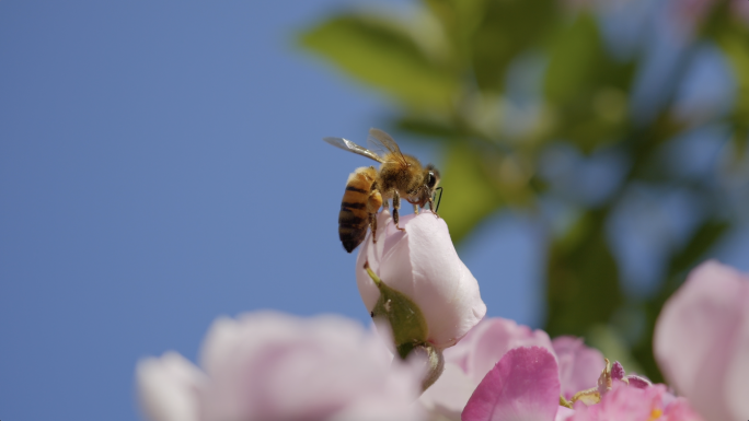 蜜蜂采蜜昆虫升格微距