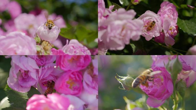 蜜蜂采蜜昆虫升格微距