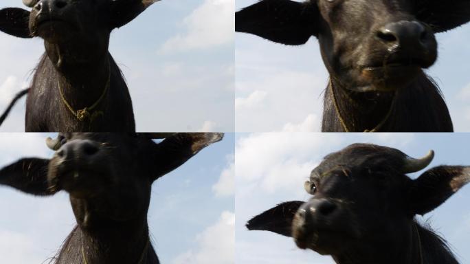 牛头 特写 牲畜 动物 牛
