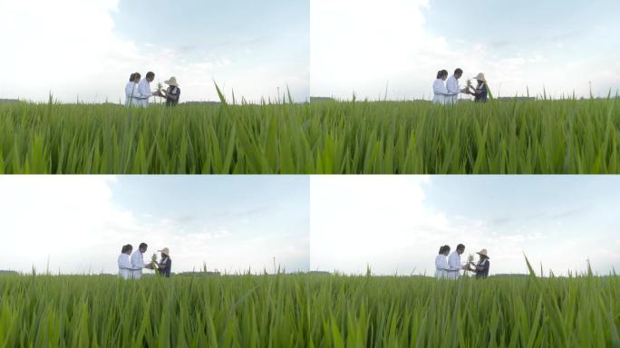 农民和水稻研究科研人员行走在田野科研基地
