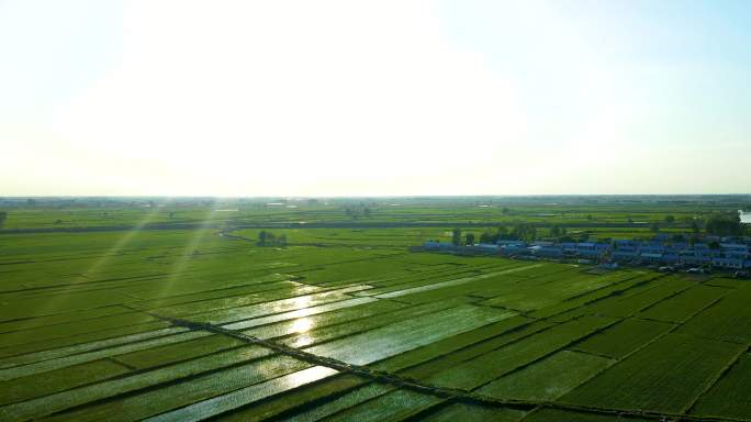 五常大米牤牛河航拍风景大米基地水源灌溉