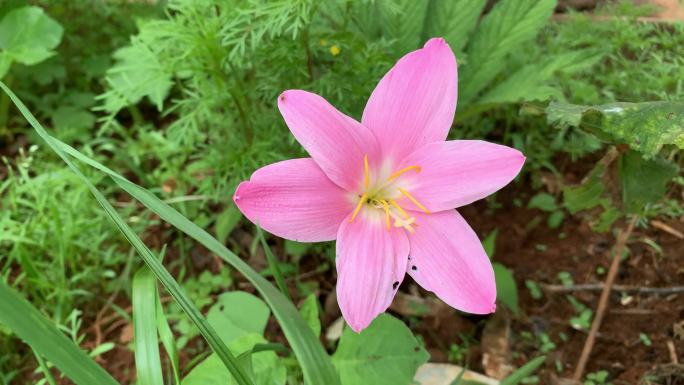 A345 韭莲 水仙花 菖蒲莲 风雨兰