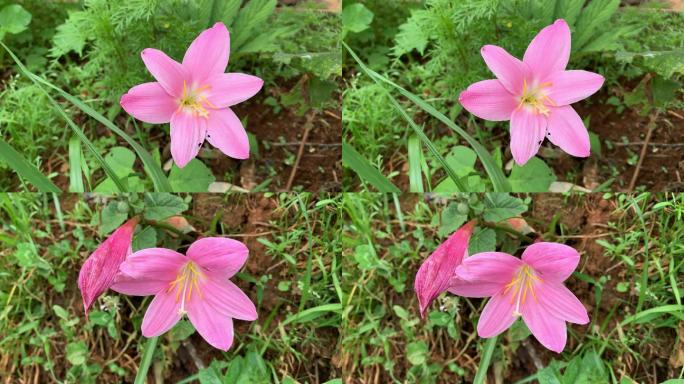 A345 韭莲 水仙花 菖蒲莲 风雨兰