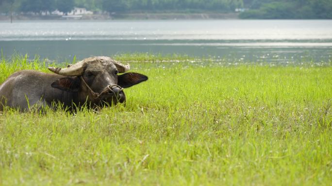 躺在湖边草地泥潭里得水牛