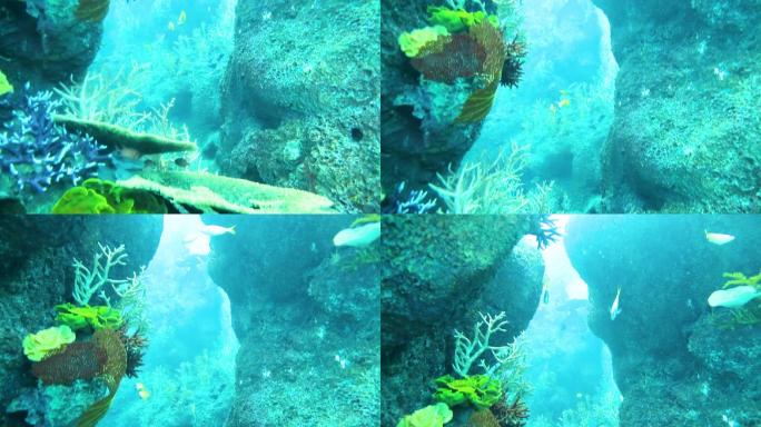 珊瑚 水下潜水 鱼群