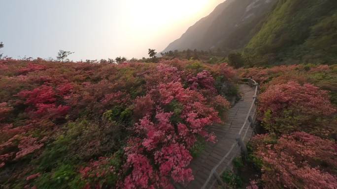 漫山遍野的杜鹃花映山红FPV穿越接航拍