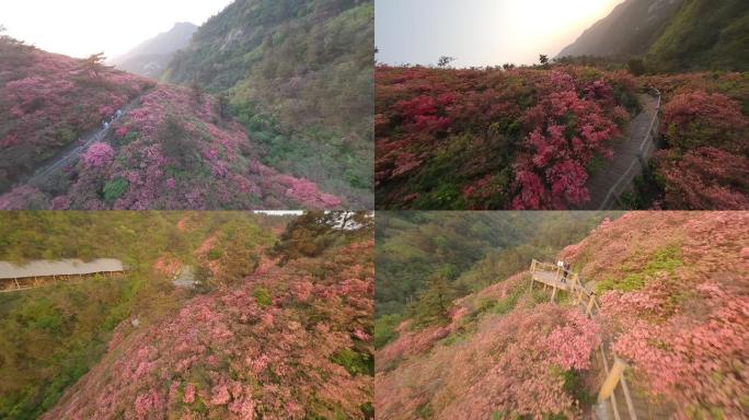 漫山遍野的杜鹃花映山红FPV穿越接航拍