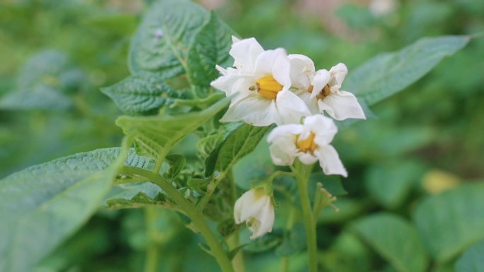 土豆洋芋开花