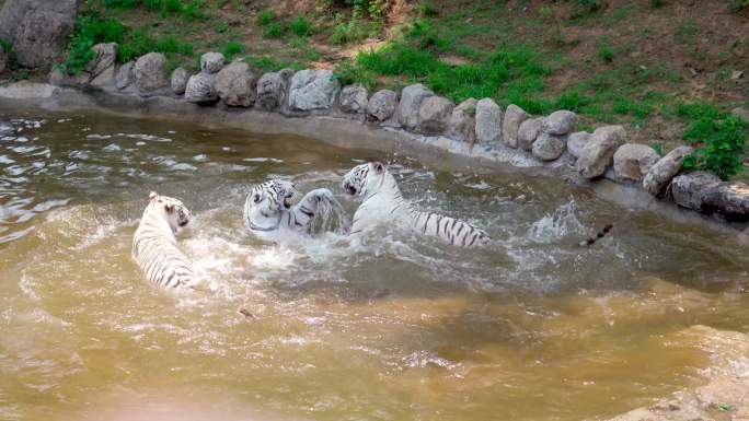 动物园白虎老虎戏水打闹4K