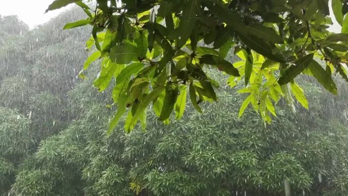 大雨 雨水季 春雨 绿树 树叶雨滴雨淋