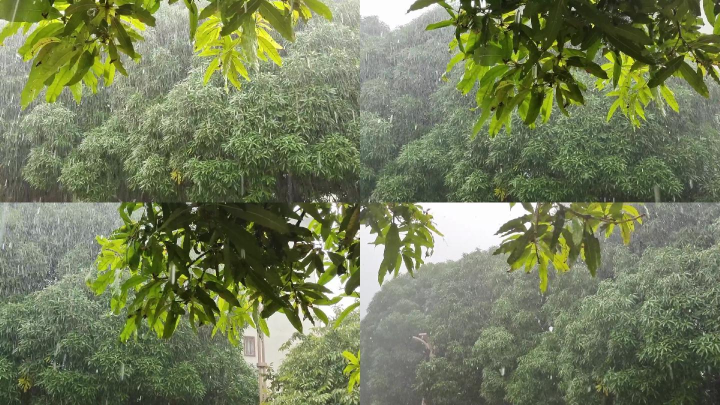 大雨 雨水季 春雨 绿树 树叶雨滴雨淋