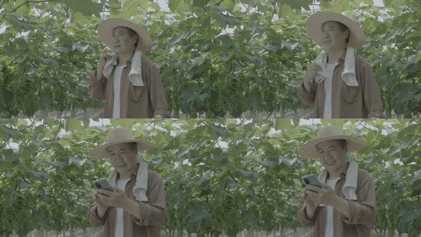 农民在葡萄园收到手机信息，喜悦的看手机