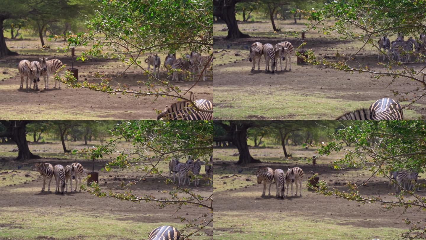 非洲草原斑马