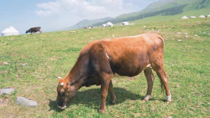草原上的牛吃草