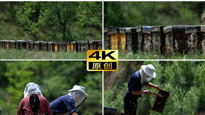 蜂农养蜂人