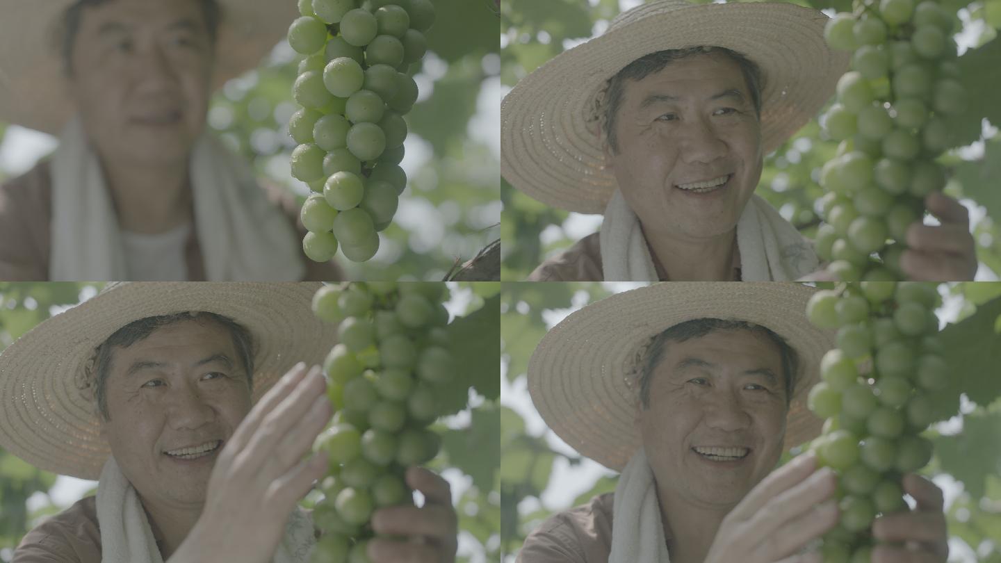 农民看着葡萄，抚摸，丰收的喜悦在脸上